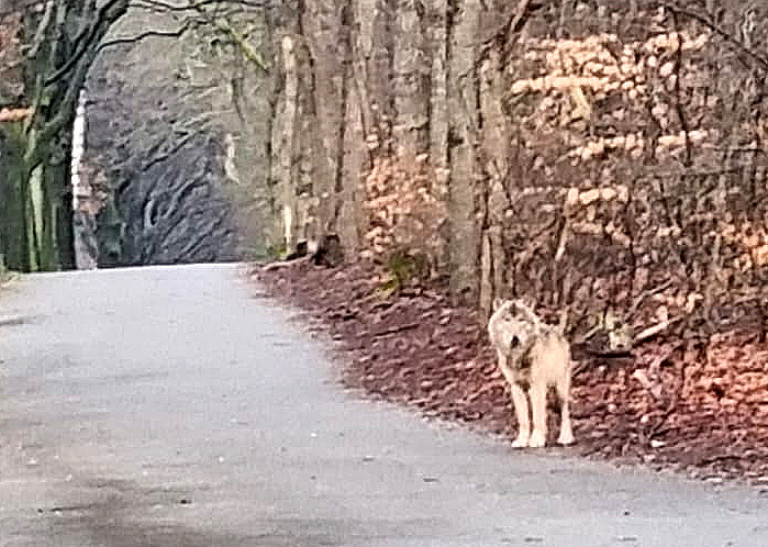 De wolf: deel 1